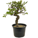 Chinese Elm D378