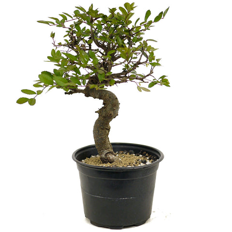 Chinese Elm D378