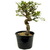 Chinese Elm D378