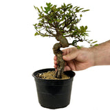 Chinese Elm D378