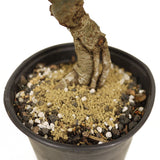 Chinese Elm D378