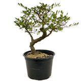 Chinese Elm D379