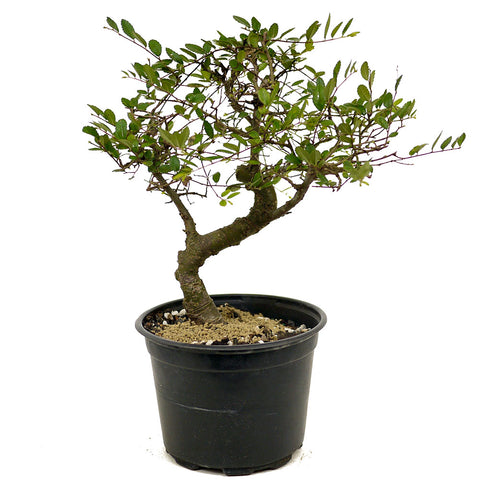 Chinese Elm D379
