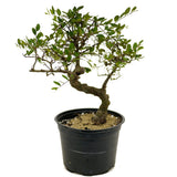 Chinese Elm D379