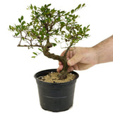 Chinese Elm D379