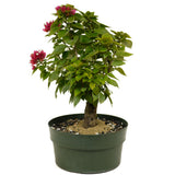 Bougainvillea D380