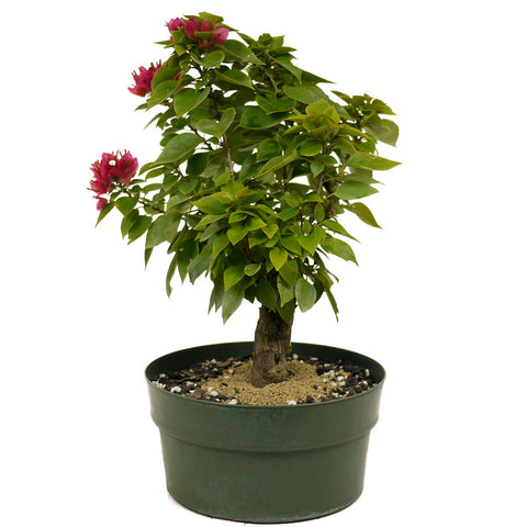 Bougainvillea D380