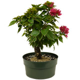Bougainvillea D380