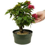 Bougainvillea D380