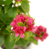 Bougainvillea D380