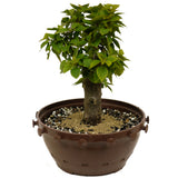 Bougainvillea in Tie Pot D381