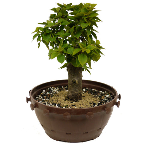 Bougainvillea in Tie Pot D381