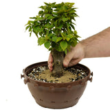 Bougainvillea in Tie Pot D381