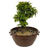 Bougainvillea in Tie Pot D381