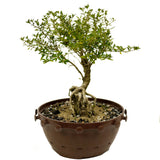 Exposed Roots Serissa Bonsai in Tie Pot D382