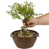 Exposed Roots Serissa Bonsai in Tie Pot D382
