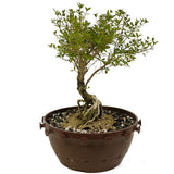 Exposed Roots Serissa Bonsai in Tie Pot D382