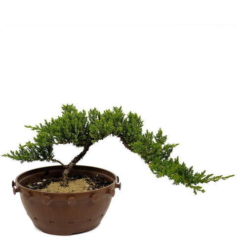 Dwarf Japanese Garden Juniper in Tie Pot D383