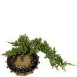 Dwarf Japanese Garden Juniper in Tie Pot D383