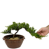 Dwarf Japanese Garden Juniper in Tie Pot D383