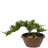 Dwarf Japanese Garden Juniper in Tie Pot D383
