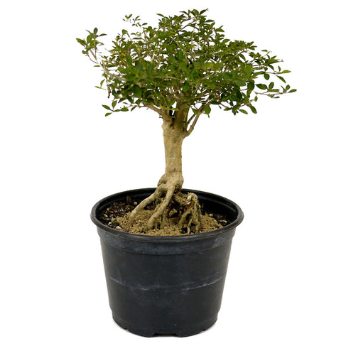 Exposed Roots Serissa Bonsai D384