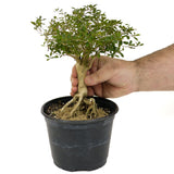 Exposed Roots Serissa Bonsai D384
