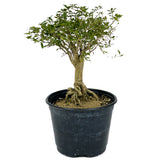 Exposed Roots Serissa Bonsai D384