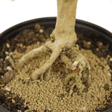 Exposed Roots Serissa Bonsai D384