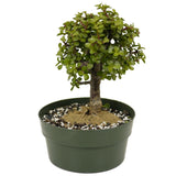Mini Jade D385