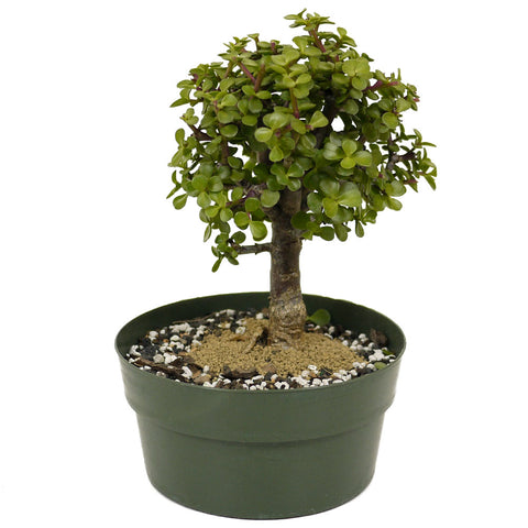 Mini Jade D385