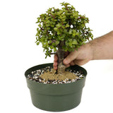 Mini Jade D385