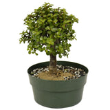 Mini Jade D385