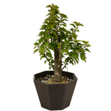 Bougainvillea D386
