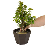 Bougainvillea D386