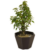 Bougainvillea D386