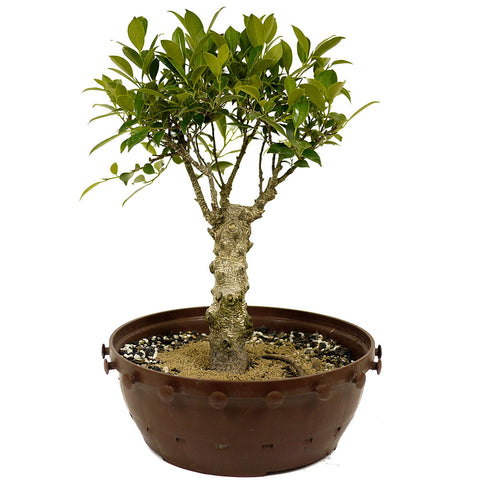 Ficus Retusa Compacta Stump D387