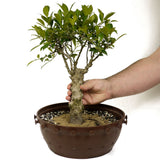 Ficus Retusa Compacta Stump D387