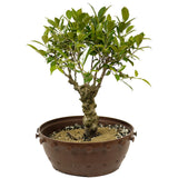 Ficus Retusa Compacta Stump D387