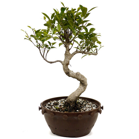 Ficus Retusa Compacta in Tie Pot D388