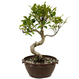 Ficus Retusa Compacta in Tie Pot D388