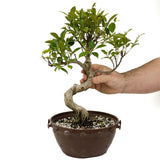 Ficus Retusa Compacta in Tie Pot D388