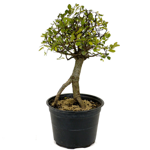 Chinese Elm D389