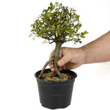 Chinese Elm D389