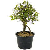 Chinese Elm D389