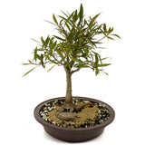 Ficus Neriifolia D390