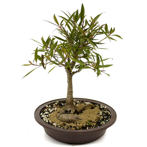 Ficus Neriifolia D390