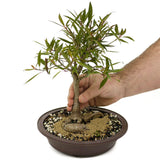 Ficus Neriifolia D390