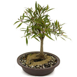 Ficus Neriifolia D390