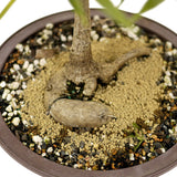 Ficus Neriifolia D390